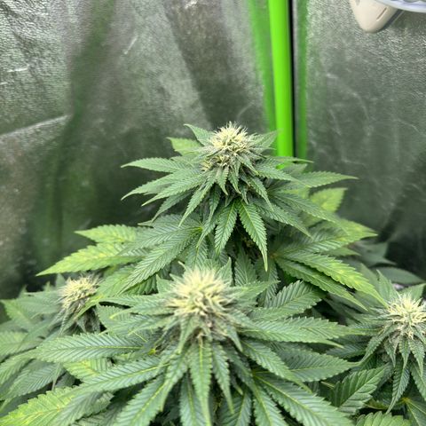 Sadie #1 growlog timeline photo