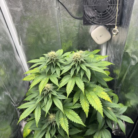Jacky #2 growlog timeline photo