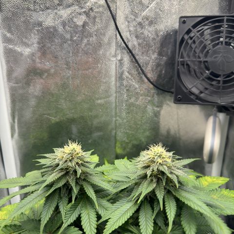 Jacky #2 growlog timeline photo