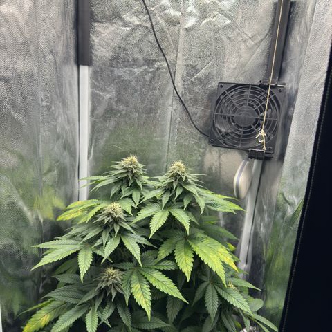 Jacky #2 growlog timeline photo