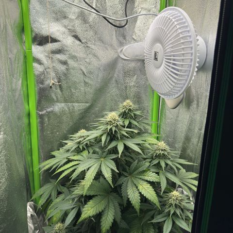 Sadie #1 growlog timeline photo
