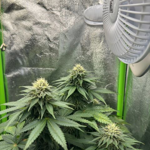 Sadie #1 growlog timeline photo