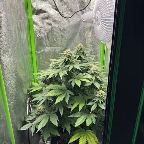 Sadie #1 growlog timeline photo