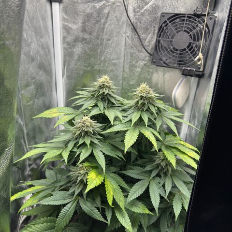Jacky #2 growlog timeline photo