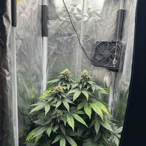 Jacky #2 growlog timeline photo