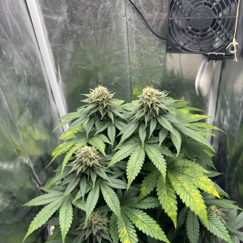 Jacky #2 growlog timeline photo