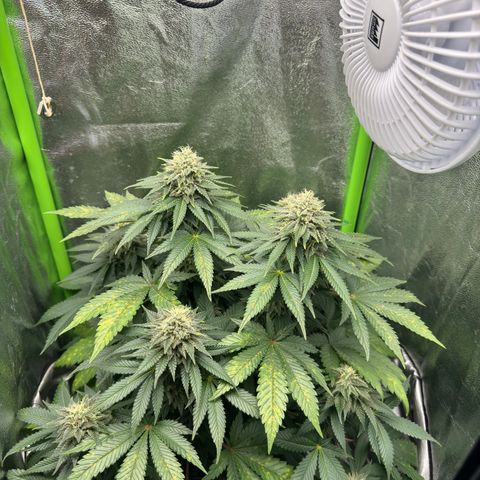 Sadie #1 growlog timeline photo