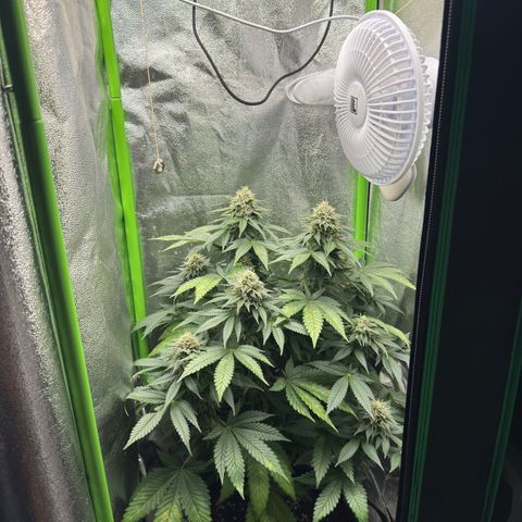 Sadie #1 growlog timeline photo