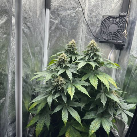 Jacky #2 growlog timeline photo