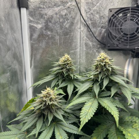 Jacky #2 growlog timeline photo