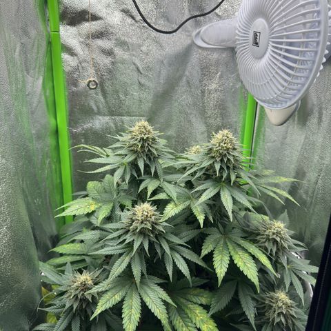 Sadie #1 growlog timeline photo