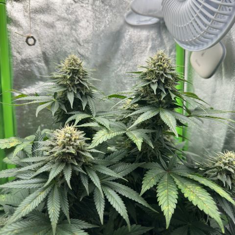 Sadie #1 growlog timeline photo