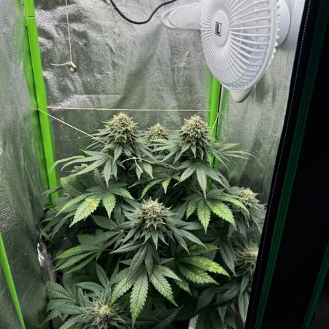 Sadie #1 growlog timeline photo