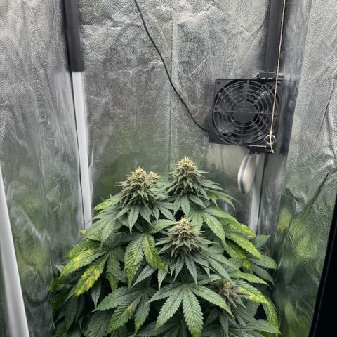 Jacky #2 growlog timeline photo