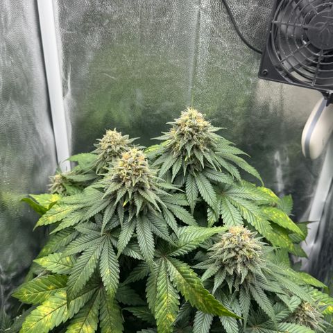 Jacky #2 growlog timeline photo