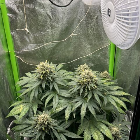 Sadie #1 growlog timeline photo