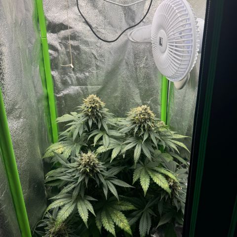 Sadie #1 growlog timeline photo