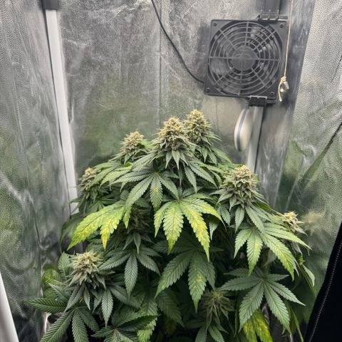 Jacky #2 growlog timeline photo