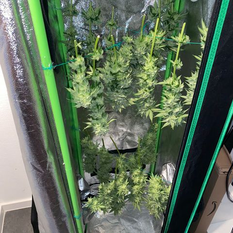 Jacky #2 growlog photo: Jacky = Oben
Sadie = Unten
