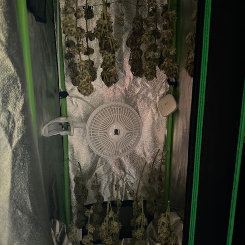 Jacky #2 growlog timeline photo