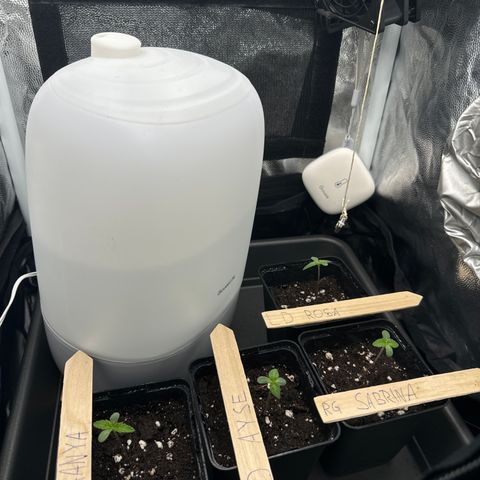 Royal Gorilla - Shanya growlog timeline photo