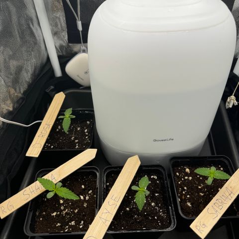Royal Gorilla - Shanya growlog timeline photo