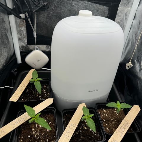 Royal Gorilla - Shanya growlog timeline photo