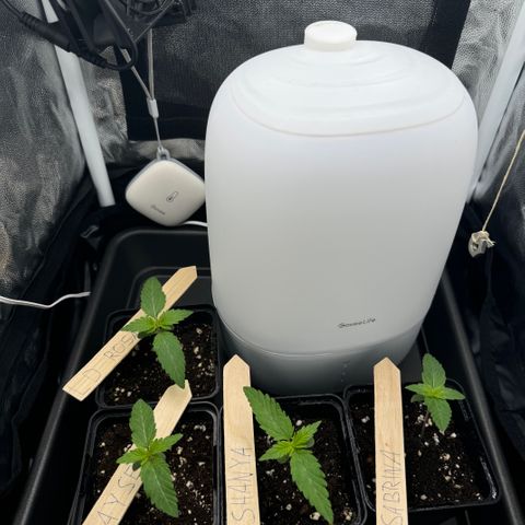 Royal Gorilla - Shanya growlog timeline photo