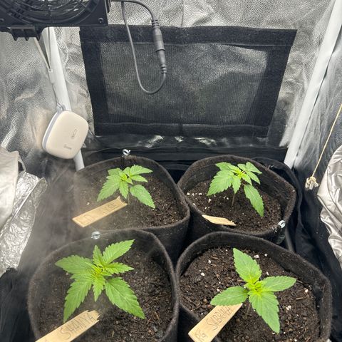 Royal Gorilla - Shanya growlog timeline photo