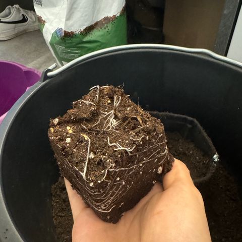 Royal Gorilla - Shanya growlog timeline photo