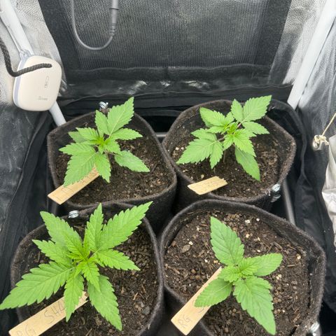 Royal Gorilla - Shanya growlog timeline photo
