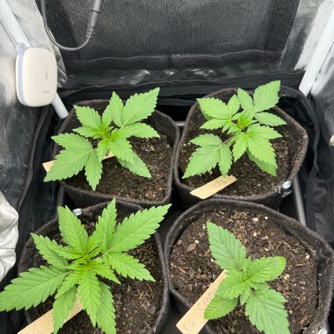 Royal Gorilla - Shanya growlog timeline photo