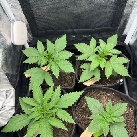 Royal Gorilla - Shanya growlog timeline photo