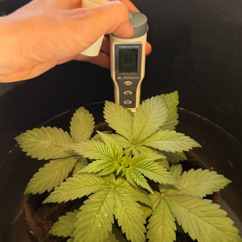 Royal Gorilla - Shanya growlog timeline photo