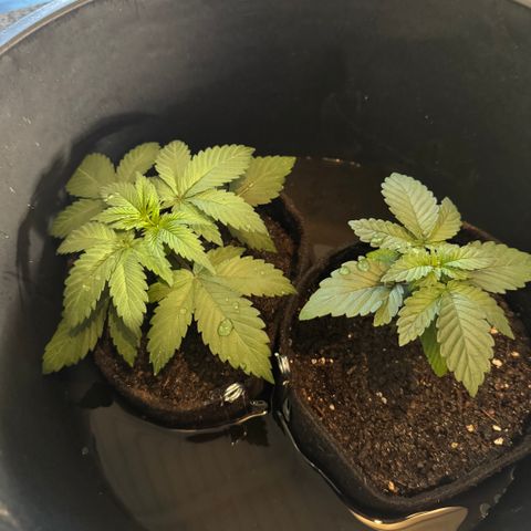 Royal Gorilla - Shanya growlog timeline photo
