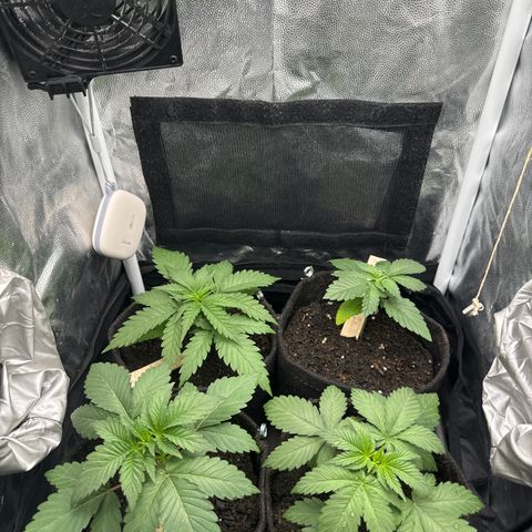 Royal Gorilla - Shanya growlog timeline photo
