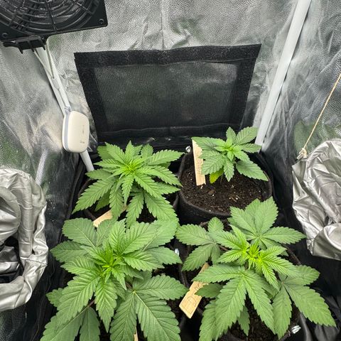 Royal Gorilla - Shanya growlog timeline photo