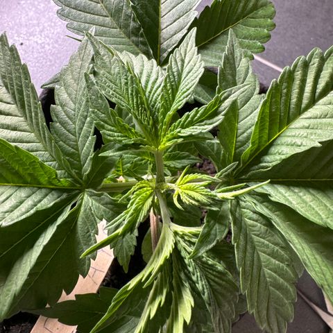 Royal Gorilla - Shanya growlog timeline photo