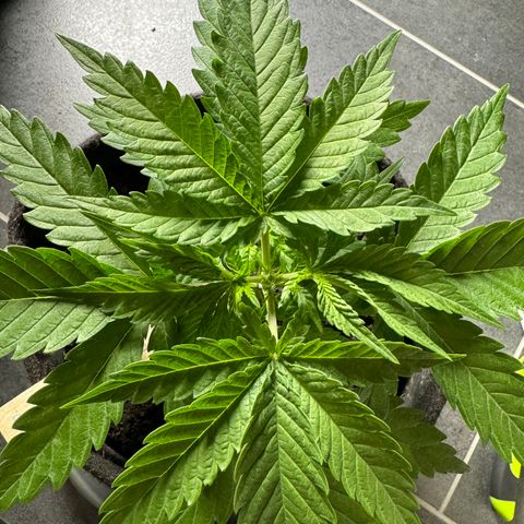 Royal Gorilla - Shanya growlog timeline photo