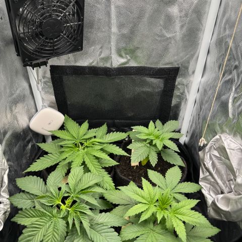 Royal Gorilla - Shanya growlog timeline photo