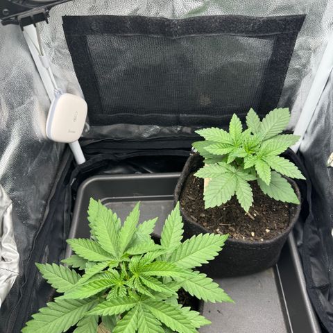 Royal Gorilla - Shanya growlog timeline photo