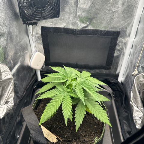 Royal Gorilla - Shanya growlog timeline photo