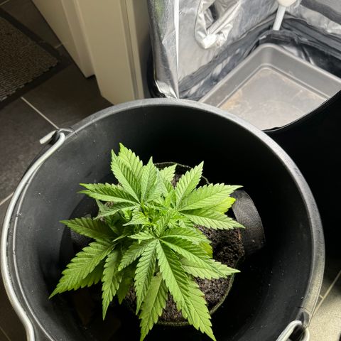 Royal Gorilla - Shanya growlog timeline photo