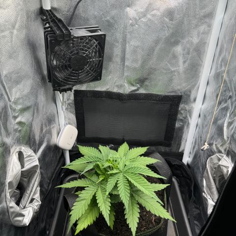 Royal Gorilla - Shanya growlog timeline photo
