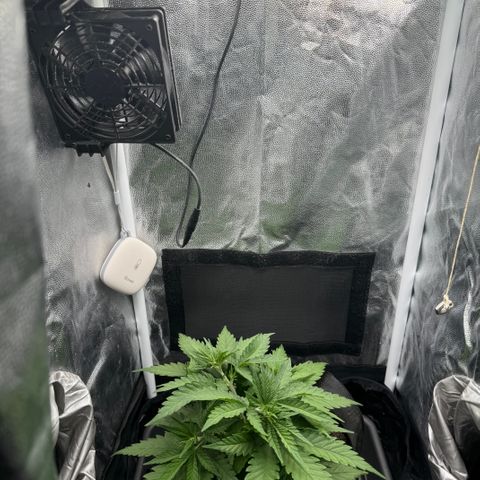 Royal Gorilla - Shanya growlog timeline photo