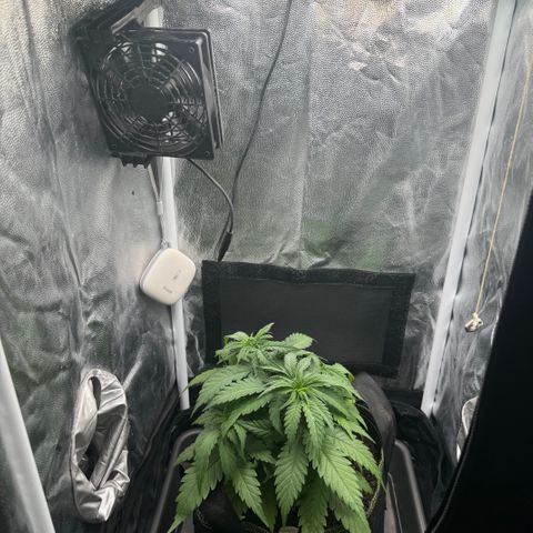 Royal Gorilla - Shanya growlog timeline photo