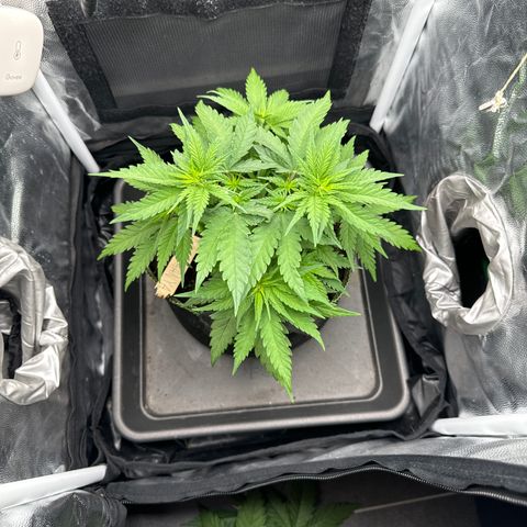 Royal Gorilla - Shanya growlog timeline photo