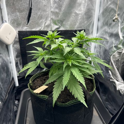 Royal Gorilla - Shanya growlog timeline photo