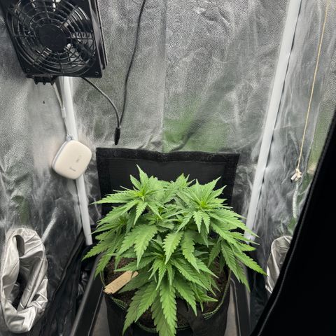 Royal Gorilla - Shanya growlog timeline photo