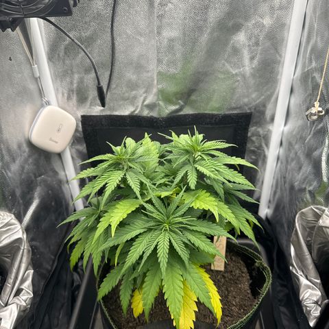 Royal Gorilla - Shanya growlog timeline photo